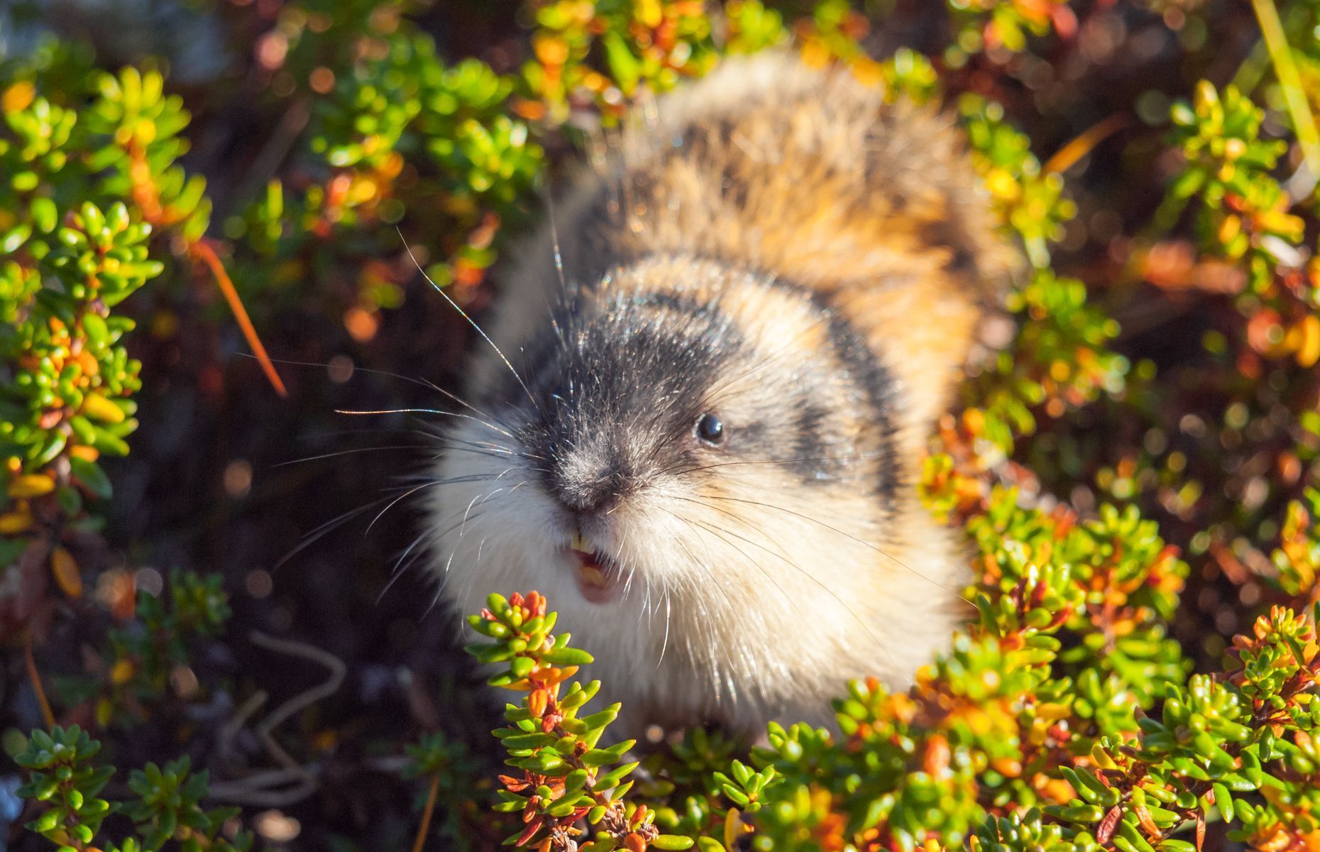 Les animaux les plus stupides au monde