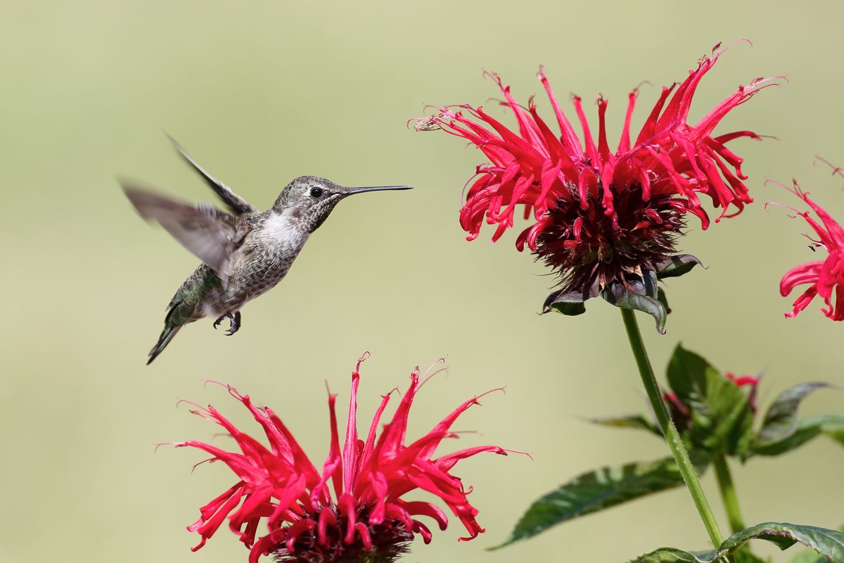 21 Flowers That Hummingbirds Adore