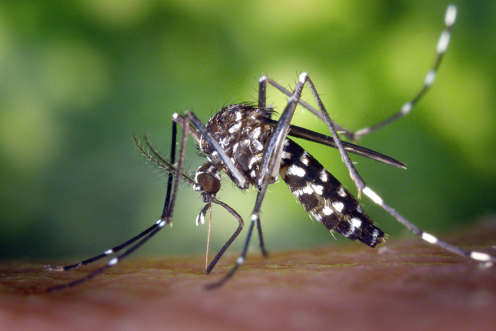 acciones para prevenir el dengue