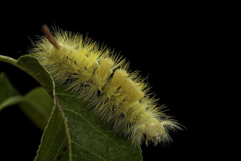 Numerous hairy caterpillars are making a return to Florida: Do not ...