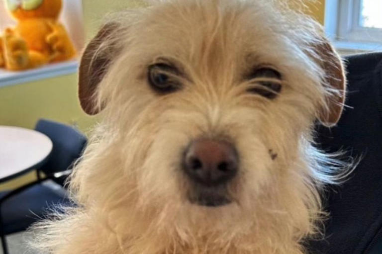 Dog missing for eight months found 2,000 miles away after owners ...