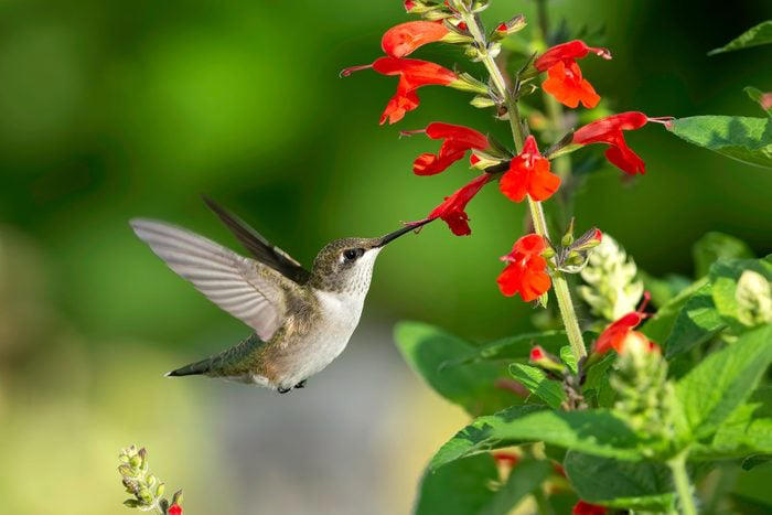 What Plants Do Hummingbirds Love Most?