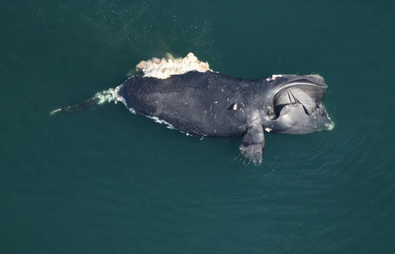 'Catastrophic' injuries from vessel strike killed endangered whale ...