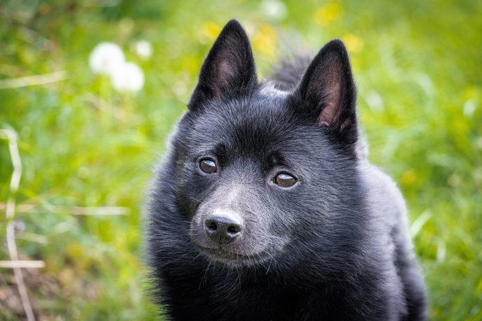 23 Lovable Black Dog Breeds That Make Great Pets