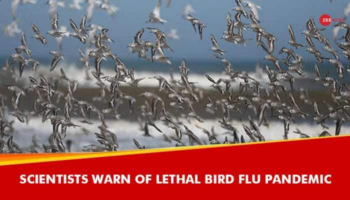 '100 Times Worse Than Covid': Scientists Warn Of Lethal Bird Flu Pandemic