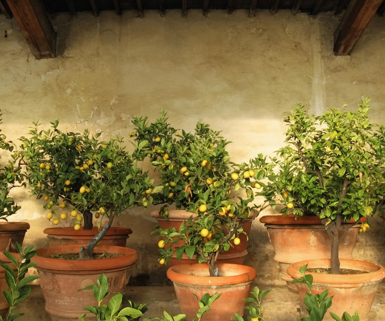 How to water citrus trees plus expert tips on when to do it