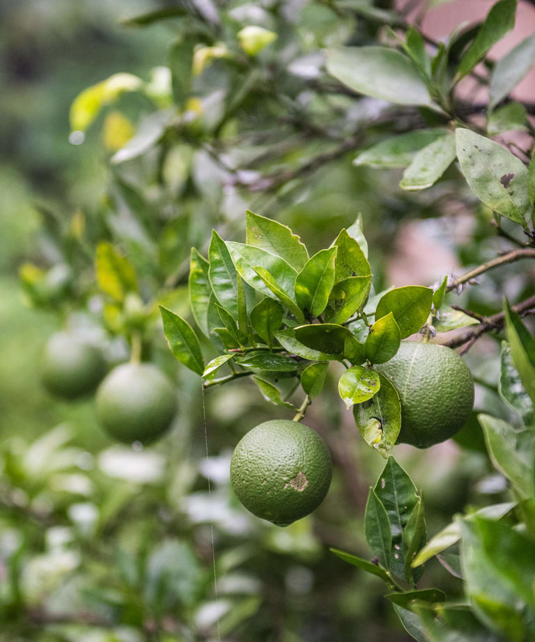 How to get a lime tree to fruit 3 things you need to do to grow this