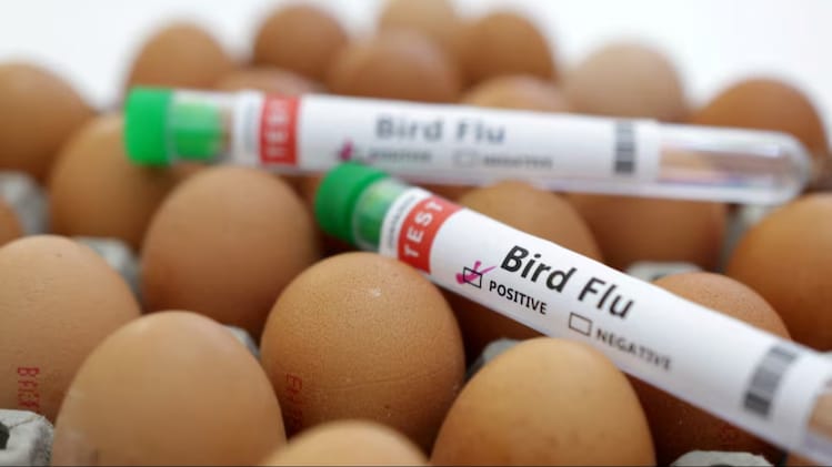 Bird Flu Virus: Experts Warn It Is '100 Times Worse' Than COVID Pandemic