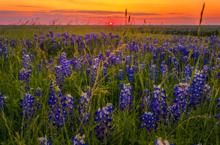 Best Places To See Bluebonnets In Plano, Texas