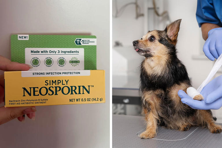 Can You Put Neosporin On A Dog? Benefits, Risks, And Alternatives