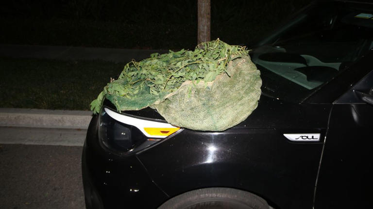 Some of the burglary suspects have used ghillie suits, like the one seen here, to camouflage their movements. - Orange County D.A.