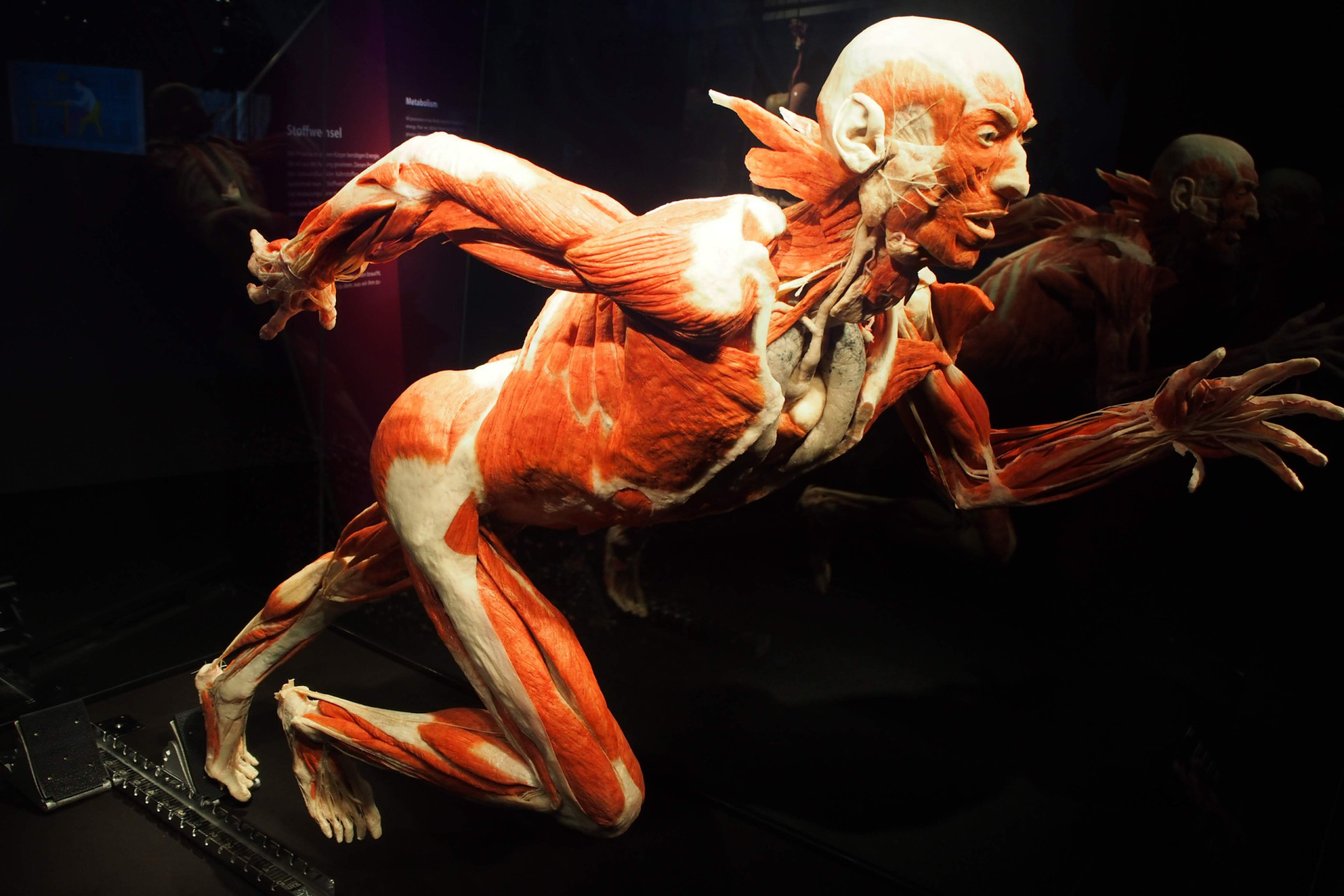 Is fascia the key to better health Biology Diagrams
