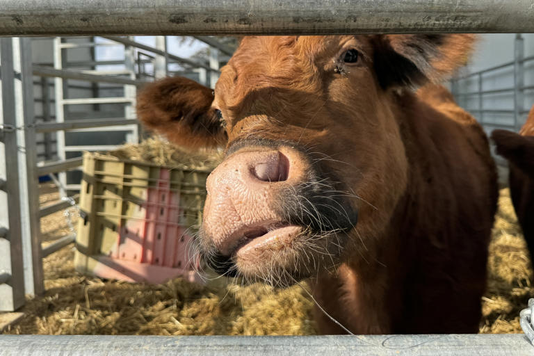 Red heifer at the Israeli settlement of Shiloh in the occupied West Bank. Five of the unblemished red cows were flown from Texas for possible use in eventual sacrificial rites associated with building a new Jewish temple. Matthew Tostevin