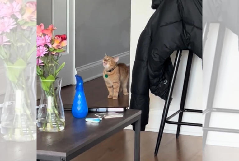 Talkative Ginger Cat Goes Viral
