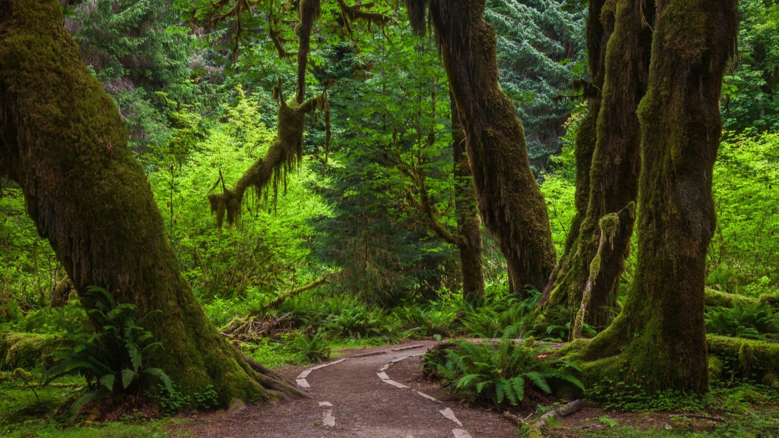<p>The Olympic National Park protects the Hoh Rain Forest, one of the biggest temperate rainforests in the United States. Within its lush embrace are many plant and animal species that call it home, including Roosevelt elk, big leaf maple, salamanders, and the endangered Northern spotted owl.</p>