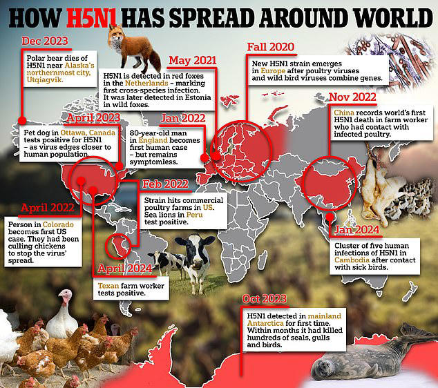 Is YOUR state at risk of bird flu spillover? Map reveals epicenters for ...