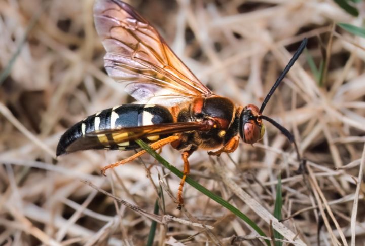 Top 15 Deadly Insects Found in the United States