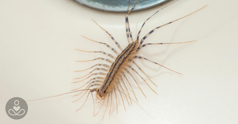 Why You Should Never Ever Kill A House Centipede If You Find One Inside ...