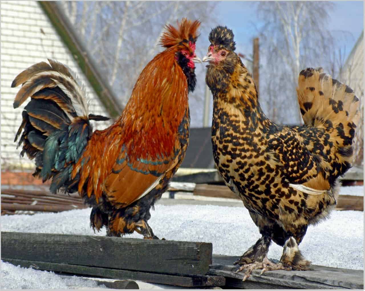 The Most Expensive Chicken Breeds in the World