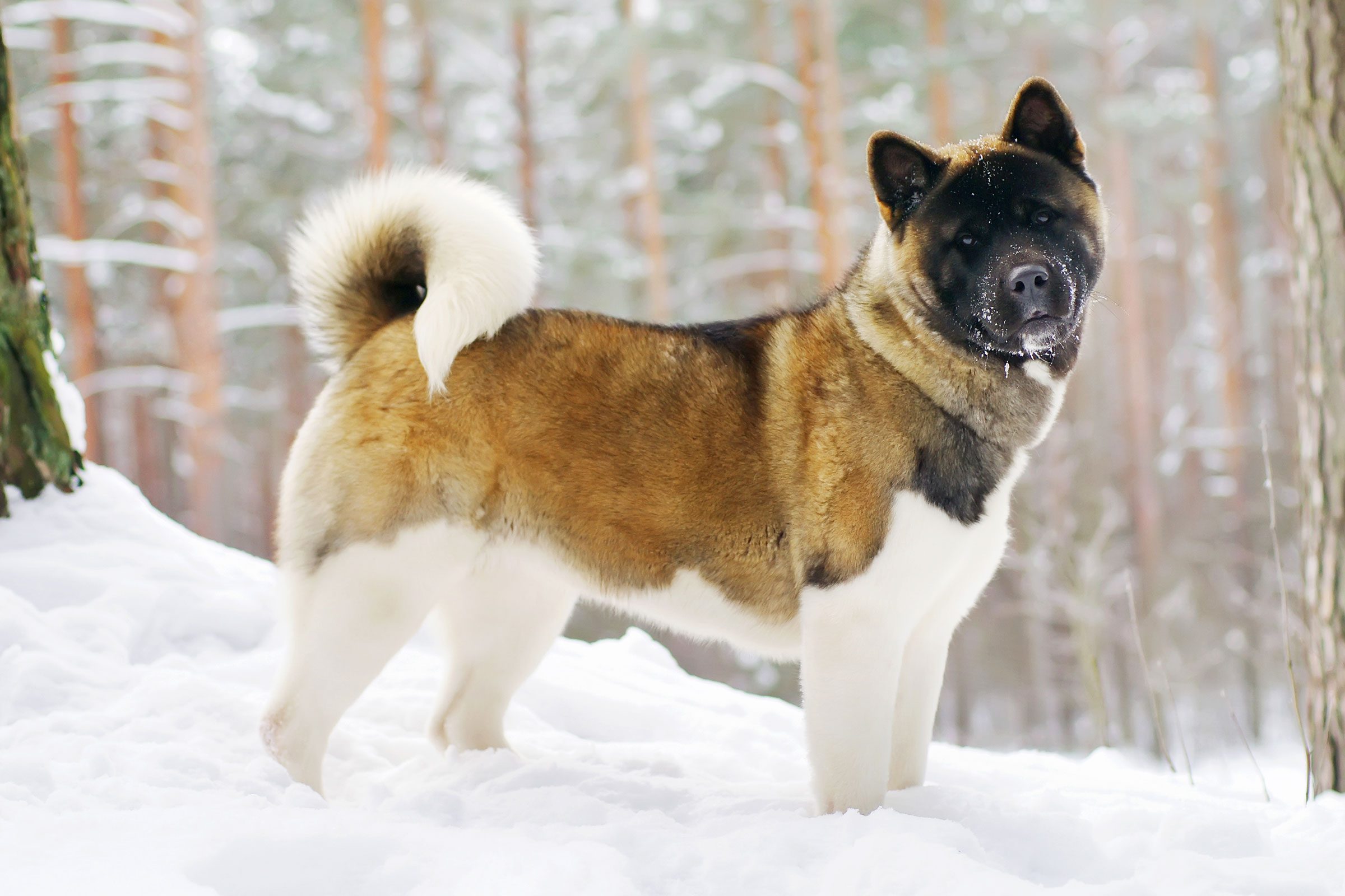 50 Cutest Dog Breeds You’ll Ever See