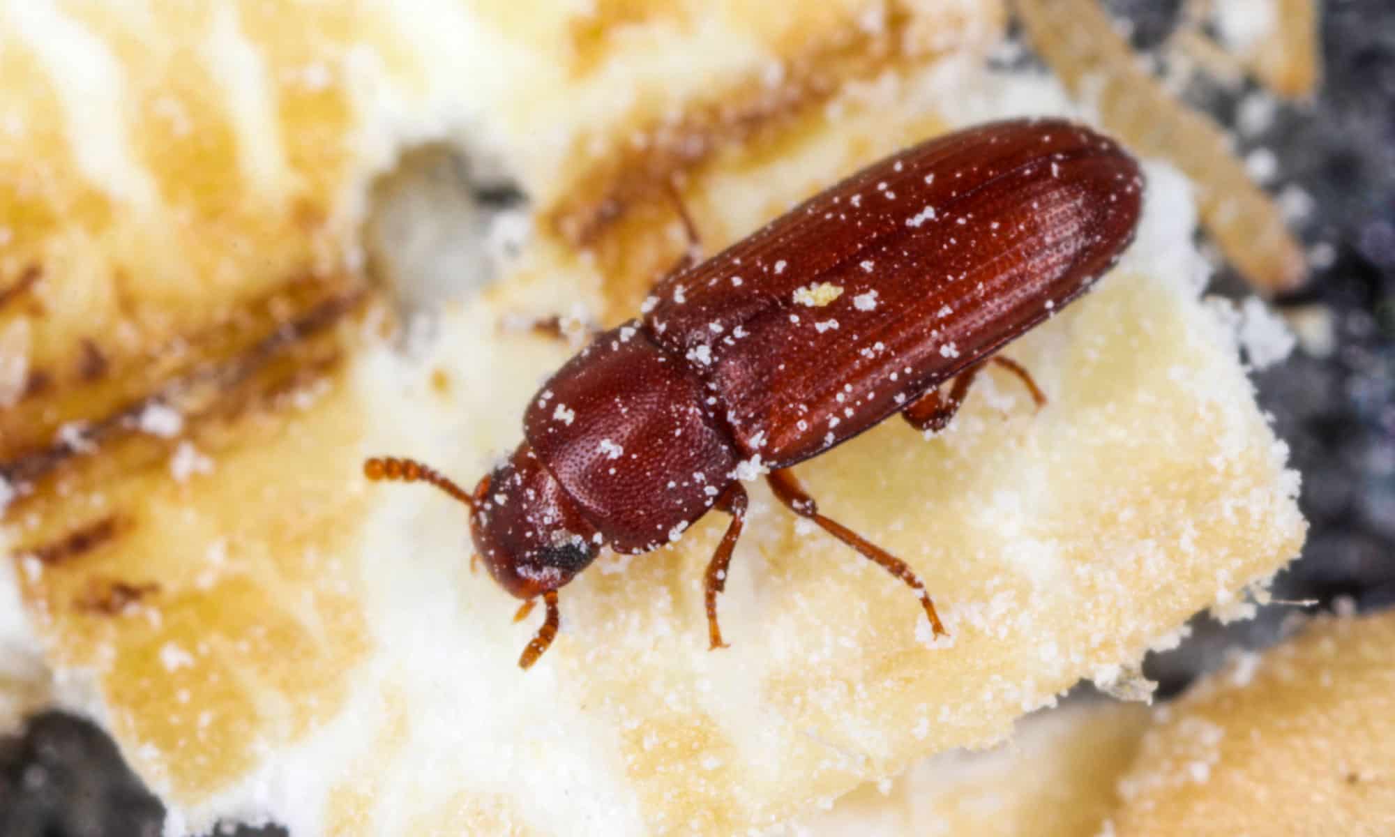 How to Get Rid of Each Type of Kitchen Bug