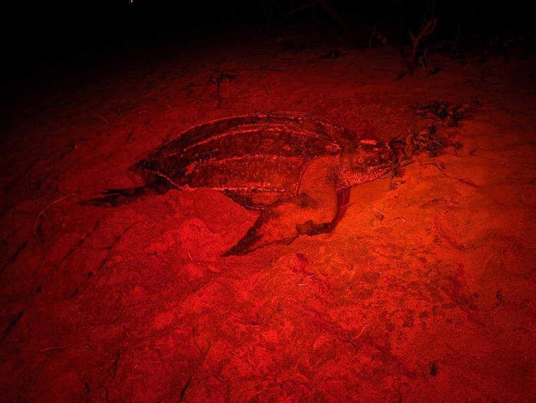 Massive Leatherback turtle found nesting on Juno Beach