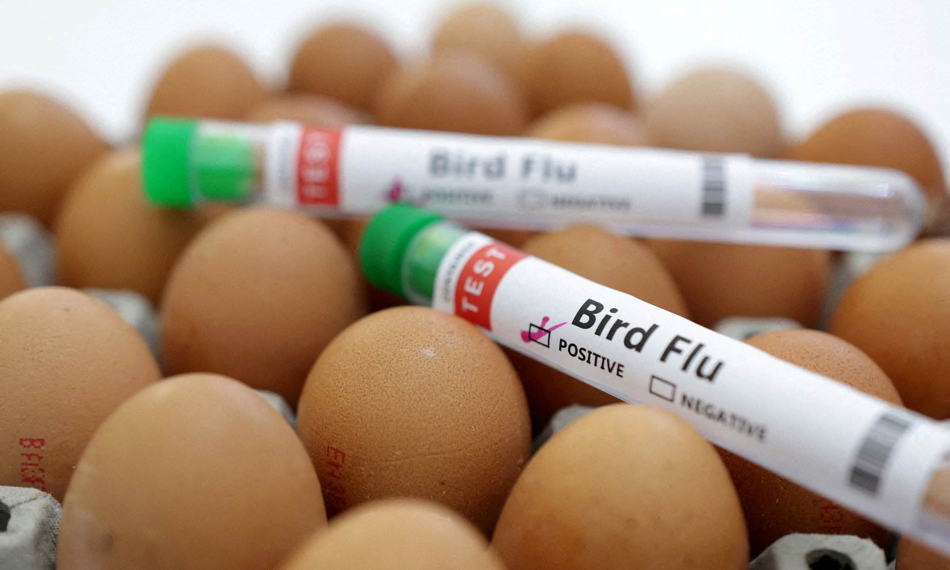 CDC issues fresh bird flu warning for doctors to look out for symptoms