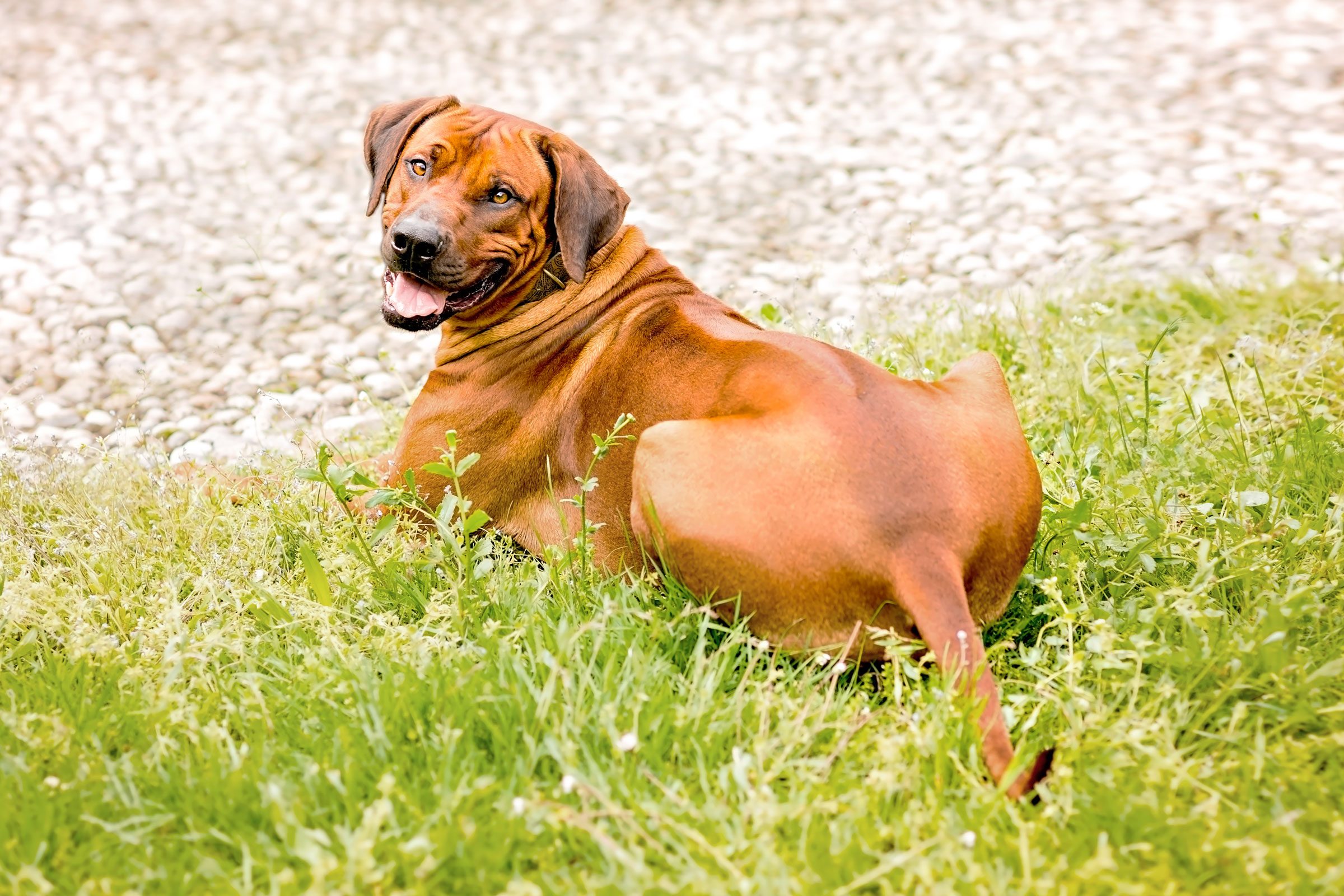 rhodesian-ridgeback-charakter-erziehung-anschaffung