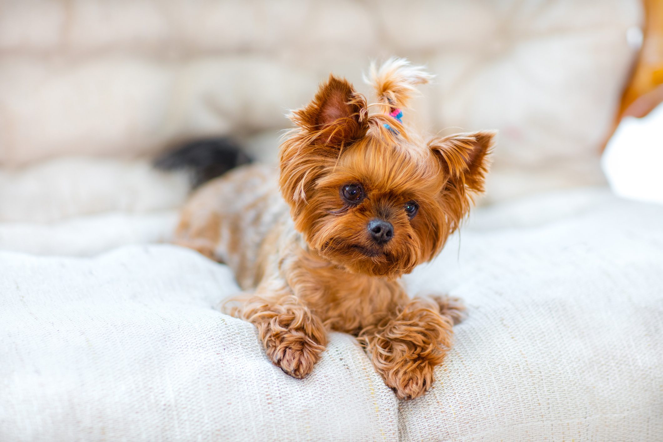 50 Cutest Dog Breeds You’ll Ever See