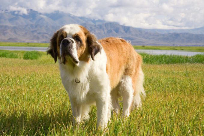 25 Large Dog Breeds That Make Great Pets