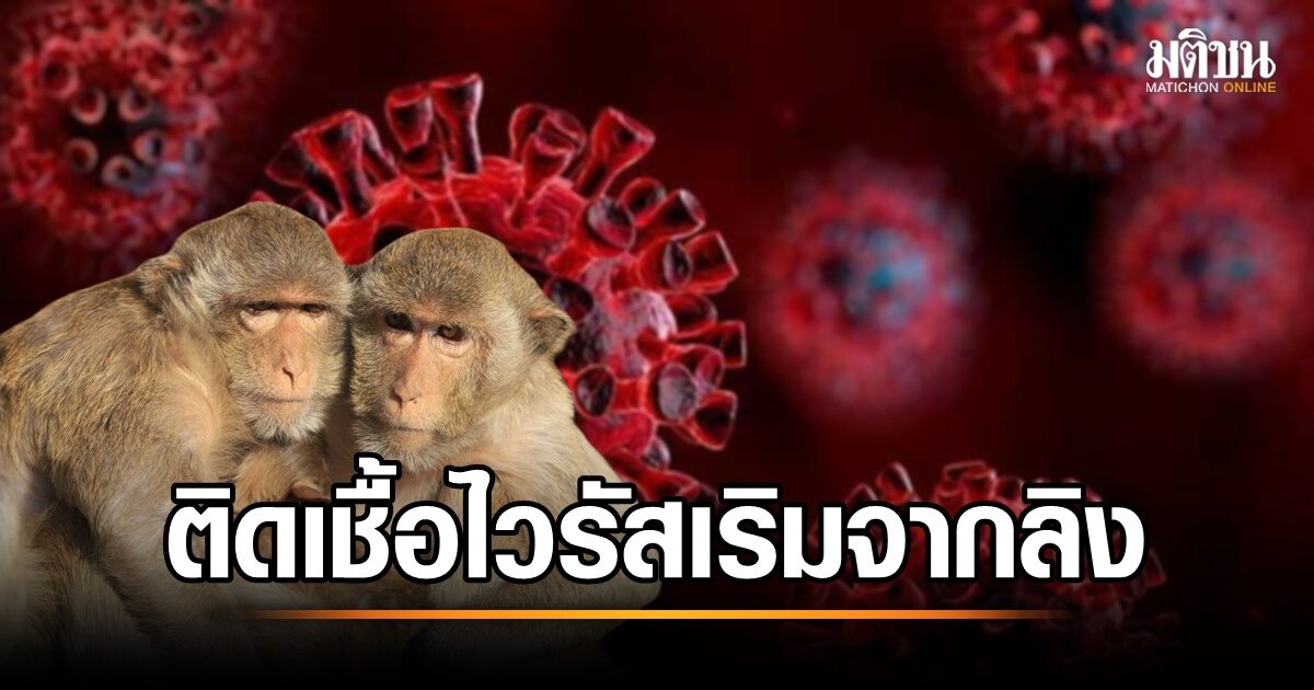 แพทย์ เผย โรคติดเชื้อเริมจากลิง มีโอกาสทำคนสมองอักเสบได้ เตือนระวังโดนกัด-ข่วน