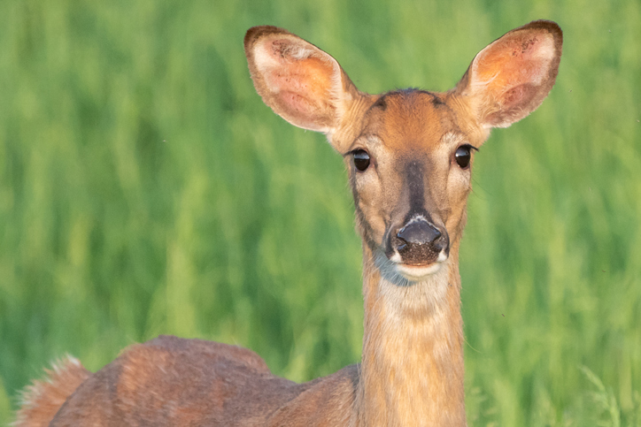 1st Case Of Chronic Wasting Disease Detected In Indiana Deer