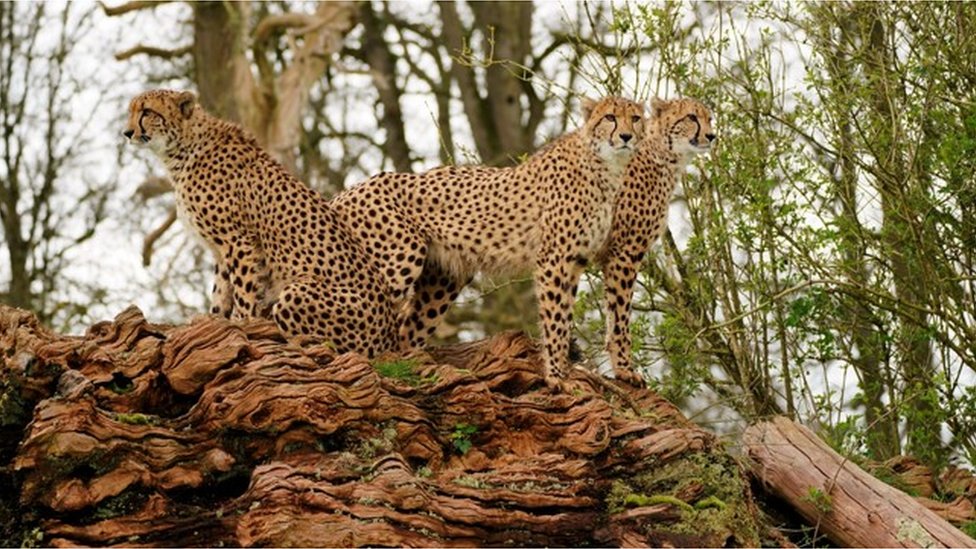 new cheetahs bring hope of cubs at safari park