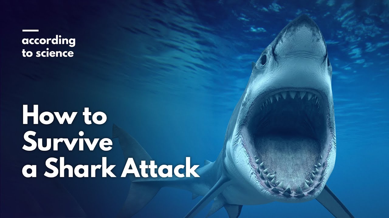 How to Survive a Shark Attack, According to Science
