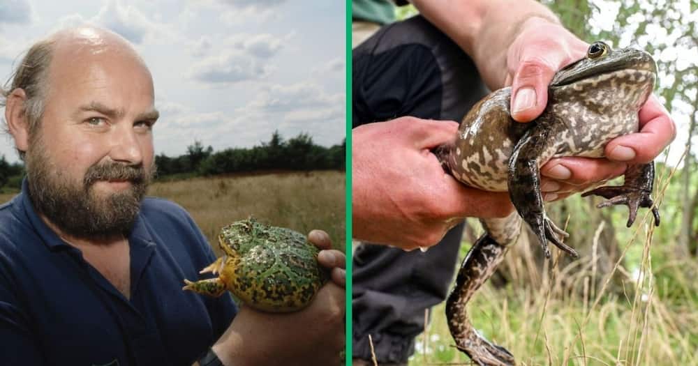 first new african bullfrog species in over 100 years discovered by north-west university scientists