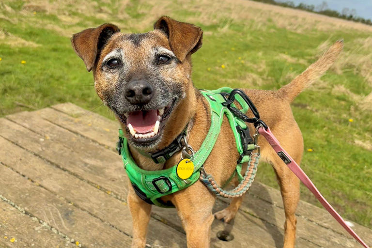 13 gorgeous pups up for adoption at Dogs Trust Leeds including adorable ...