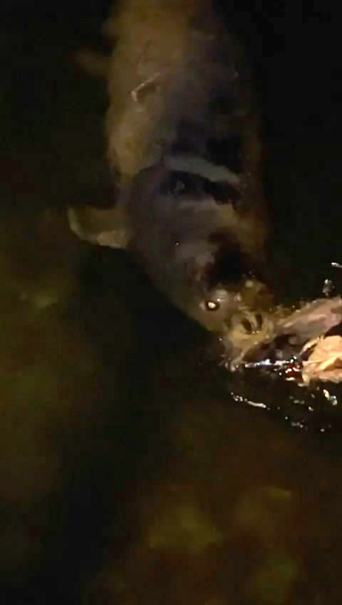 mudanya’da denizde fok balığı görüldü