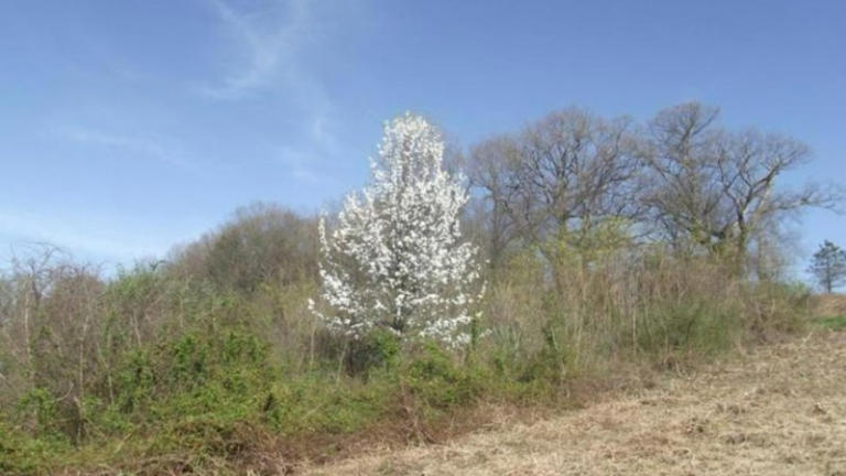 From fad to bad: Why callery pear trees are now considered invasive species