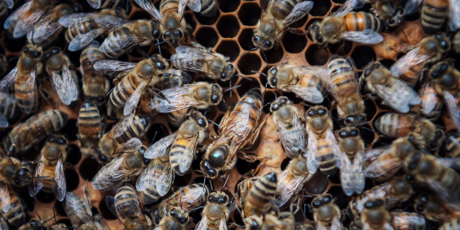 dubbelt så många bin går under i vår: ”stendöda”