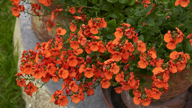 Planting Diascia Flowers Is An Easy Way To Add Blooms From Spring To Fall