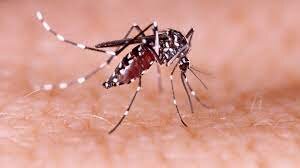 dengue: confirmaron 36 mil nuevos casos y otros 36 fallecimientos
