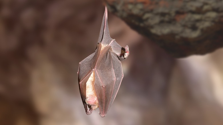 why building a bat house might be the mosquito solution of your dreams