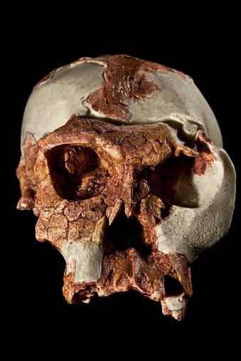 5 fatos curiosos sobre os australopithecus anamensis, os parentes mais próximos dos seres humanos