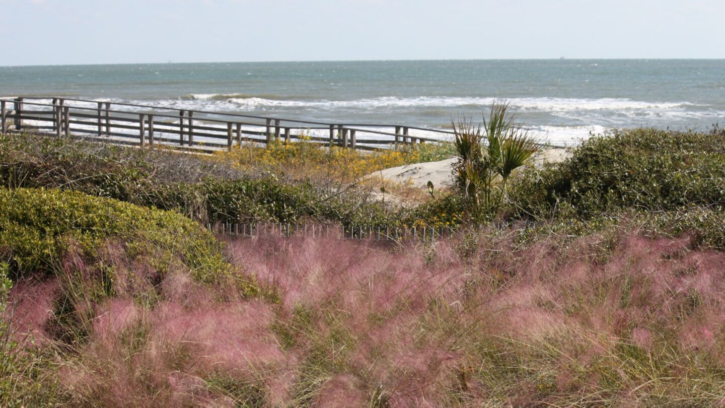 <p>Located just outside Charleston, Kiawah Island is a unique destination for all ages. The island is well-known for its diverse wildlife, including bobcats, herons, and sea turtles. Families who love outdoor activities can find a peaceful haven here to enjoy biking, golfing, and boating.</p>