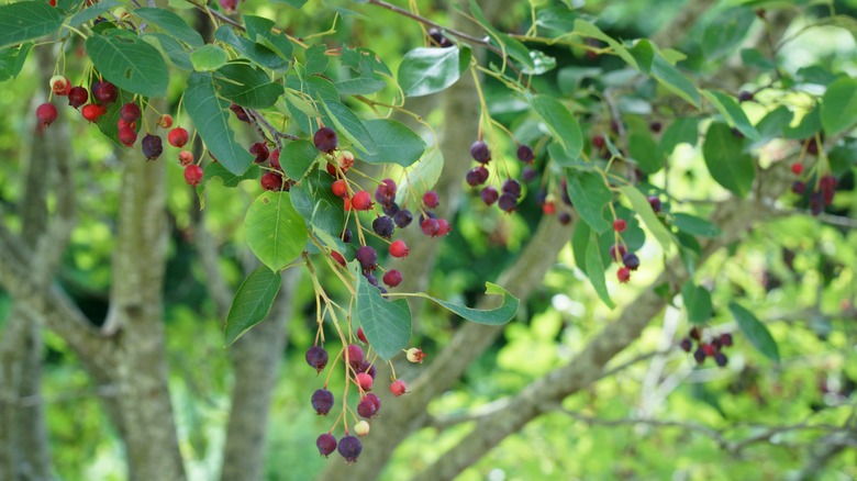 the hardy tree that survives in poor conditions and provides tasty fruit