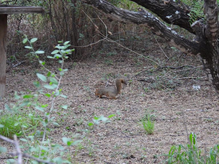 Goetze: Day And Night Squirrels