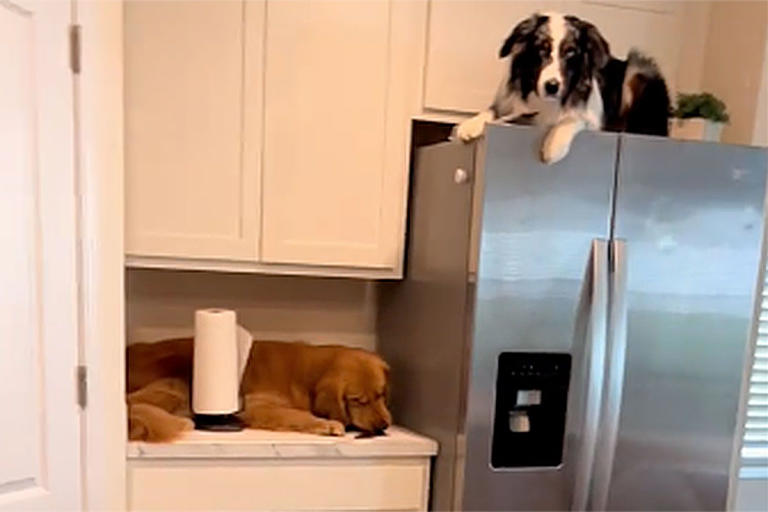 'Sneaky' Australian Shepherd Dog and Golden Retriever Surprise Owner by ...