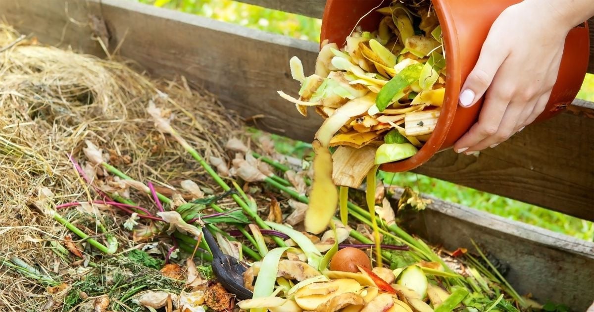 voici comment chasser les insectes qui grouillent dans le compost de votre jardin