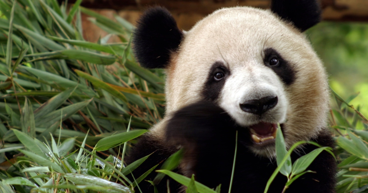 femte gange skulle det være: sådan gik forsøget med at pandaerne til parre sig i københavns zoo