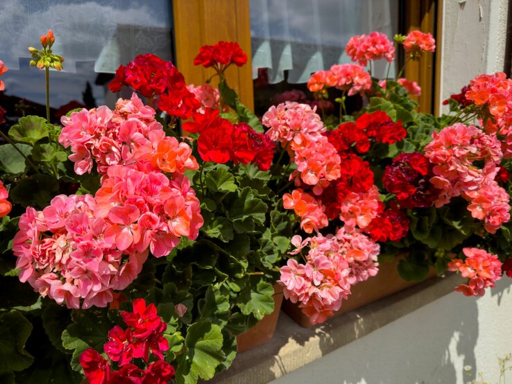 Keine Geranien Darum solltest du auf die Balkonpflanze verzichten